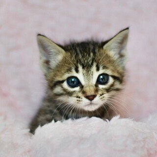 甘えベタな可愛い女の子♪