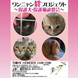 犬と猫の譲渡会