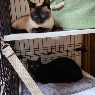 母猫ドラちゃん、娘ラピスちゃん