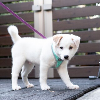 雑種の懐っこい男の子　レザンくん
