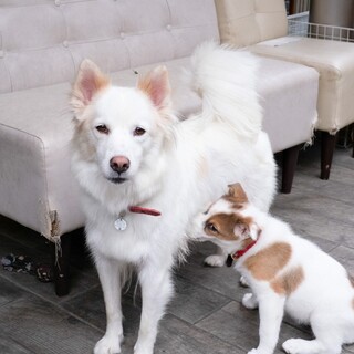 子育てがんばりました。ヤンママ犬　ペルル