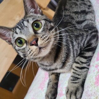 FIP寛解のたくみん♡