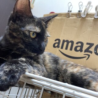 里親募集中！！さび猫はるちゃん