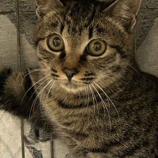 10ヶ月　既に懐こい　キジ猫　どんぐり君