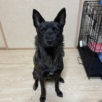 さくら