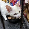 かごにゃんデビュー白猫マロくん！