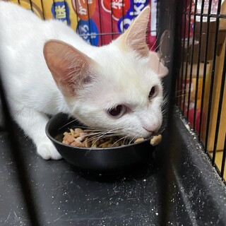 かごにゃんデビュー白猫マロくん！