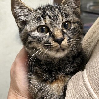 5ヶ月　おとなしい　キジ猫　木の葉ちゃん