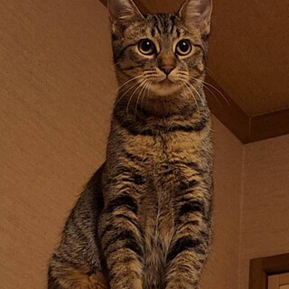 ちょっぴりビビリな僕の家族になってね「レナちゃん」