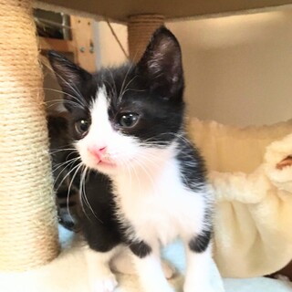 綺麗に比例してる白黒ハチワレくん♥️