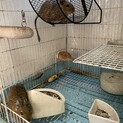 デグー半年オス、メス