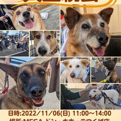 MEGAドン・キホーテつくば店里親会 サムネイル1