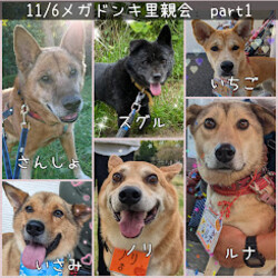 MEGAドン・キホーテつくば店里親会 サムネイル2