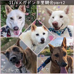 MEGAドン・キホーテつくば店里親会 サムネイル3