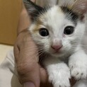 かわいい三毛猫