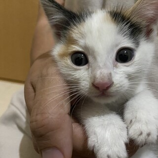 かわいい三毛猫