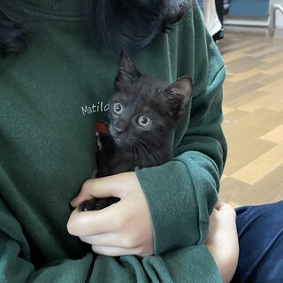 愛護センターレスキュー☆よつばちゃん♀2ヶ月♬