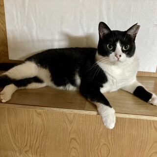 甘えん坊の女の子