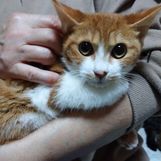 推定６月頭生まれ 茶白るい君