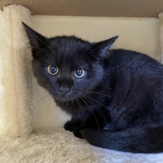 福井県が募集対象の保護猫の里親募集情報 ペットのおうち 月間利用者150万人