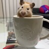 にんまりお嬢！！