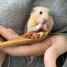 あちゃハムスターさん