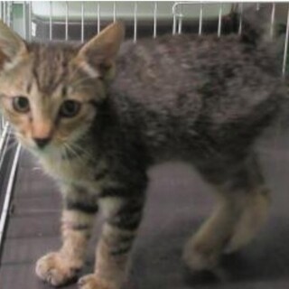 処分対象  可愛いキジの女の子