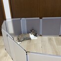 もうすぐ2歳になるオスの兎さんです