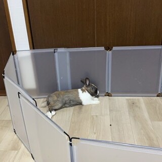 もうすぐ2歳になるオスの兎さんです