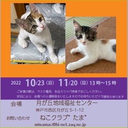 神戸保護猫の里親会
