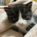ハチワレ(メス)