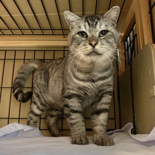 アメショー男子Toby君、春から半年外にいました