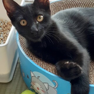 黒ちゃん…大人しく優しい子