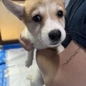 ご縁がありました。おっとりちゃん