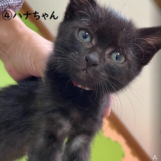 ★元気いっぱい黒猫ハナ【No.④】→予約済