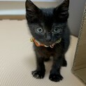 黒猫のチョコくん