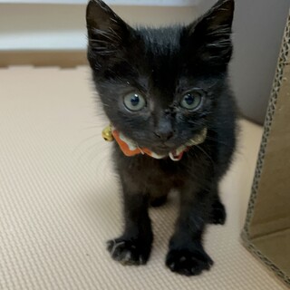 黒猫のチョコくん