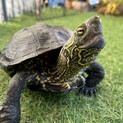 クサガメのカメ吉 里親様募集