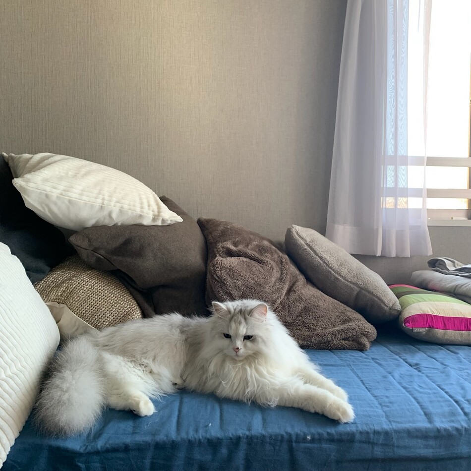 オーちゃんのカバー写真