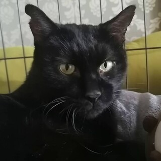 穏やかで優しく、人が好きな黒猫