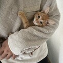 茶トラのにゃん太君♡里親様決まりました！