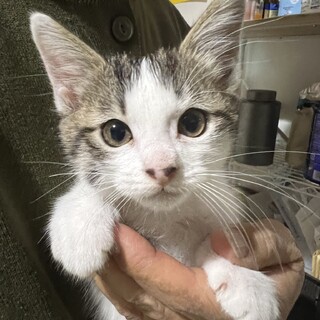 トライアルが決定した為一旦募集を中止します