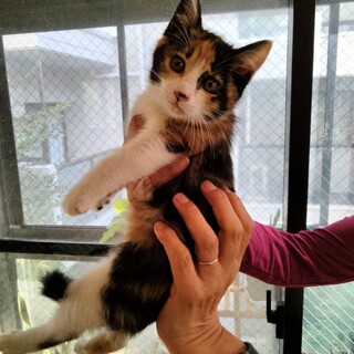 人なれ抜群　ゴロゴロ　遊び好き三毛猫2か月女の子