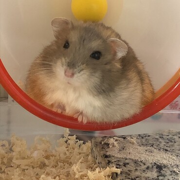 ゆず