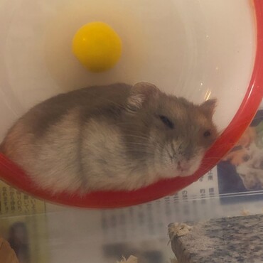 ゆず