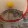 ゆず