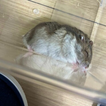 ゆず