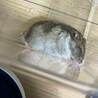 ゆず