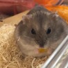 ゆず
