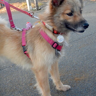 人も犬も大好き！元気な食いしん坊ナナ